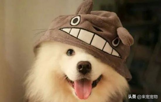 纯种萨摩耶和不纯种的有什么区别,如何挑选纯正的萨摩耶