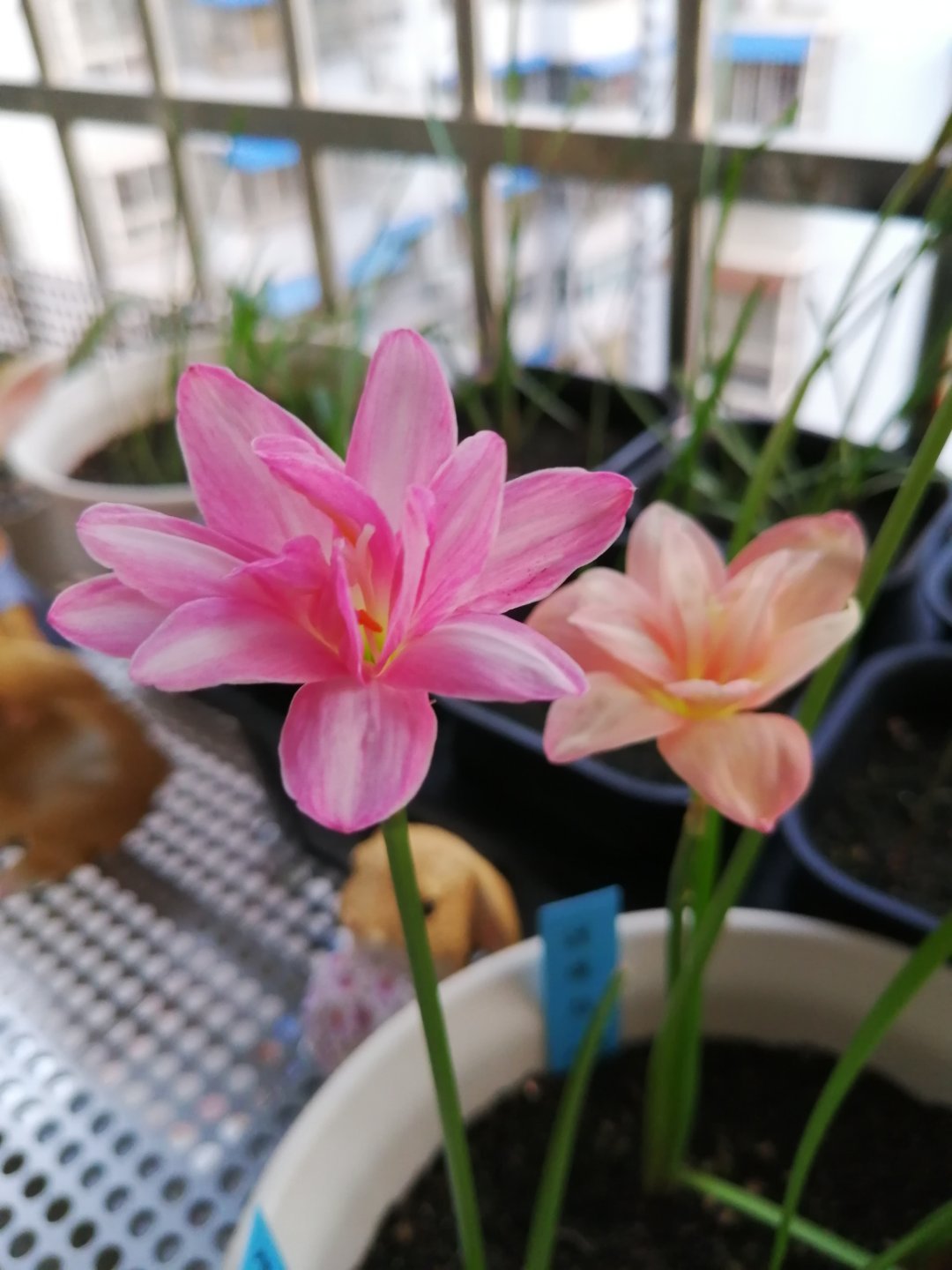 五月养兰要注意哪些,五月养兰花方法