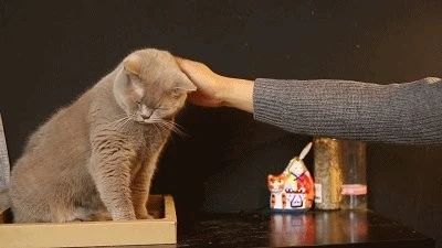 猫咪到新环境害怕怎么缓解,怎么才能帮助受惊猫咪走出阴影