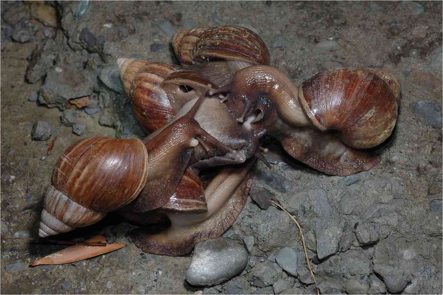 南方大蜗牛泛滥,下雨天出现的大蜗牛可以吃吗
