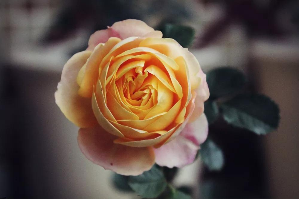 花店常用玫瑰花品种大全,一篇文章带你认识三亚40种花