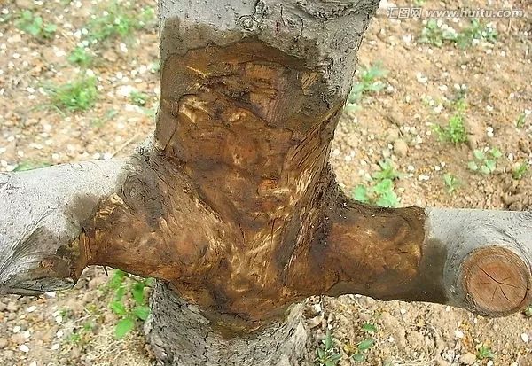 苹果树干干枯怎么回事,苹果枝干类病害图片