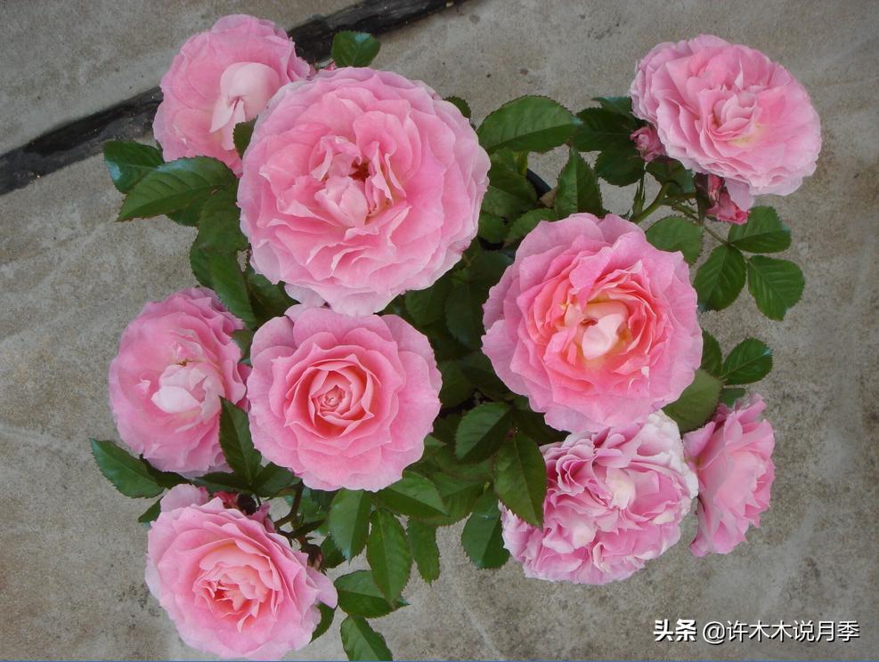 阳台最好养的月季品种推荐,四季开花最好养最好看的月季