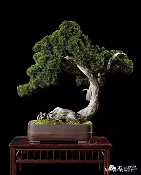 2万元的黑松盆景,拍卖28万的盆景