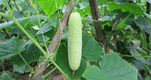 广东客家菜蒸肉饼,美食分享美味下饭菜