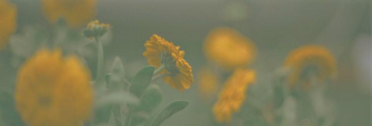 霍夫曼斯塔尔作品生命之歌,奥地利作家霍夫曼斯塔尔