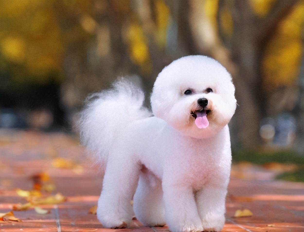 800的比熊犬和1400的比熊犬对比,养比熊犬好还是泰迪犬好