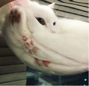 猫的本质是液体，不信看这里，萌化你