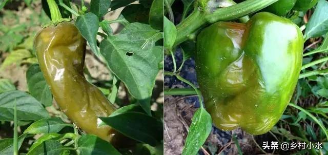 种植的辣椒烂果怎么办？做好以下9点，辣椒产量高、品质好