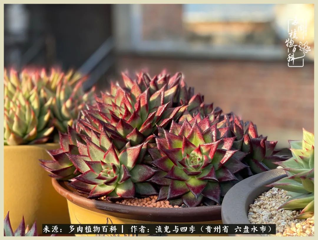 国庆假期你快乐吗？来，凉都美肉与你相伴一一小乌木的霸气东云