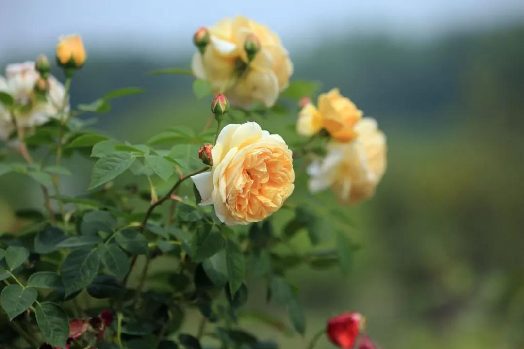 南京溧水千亩玫瑰,南京玫瑰园千亩花海迎来盛花期