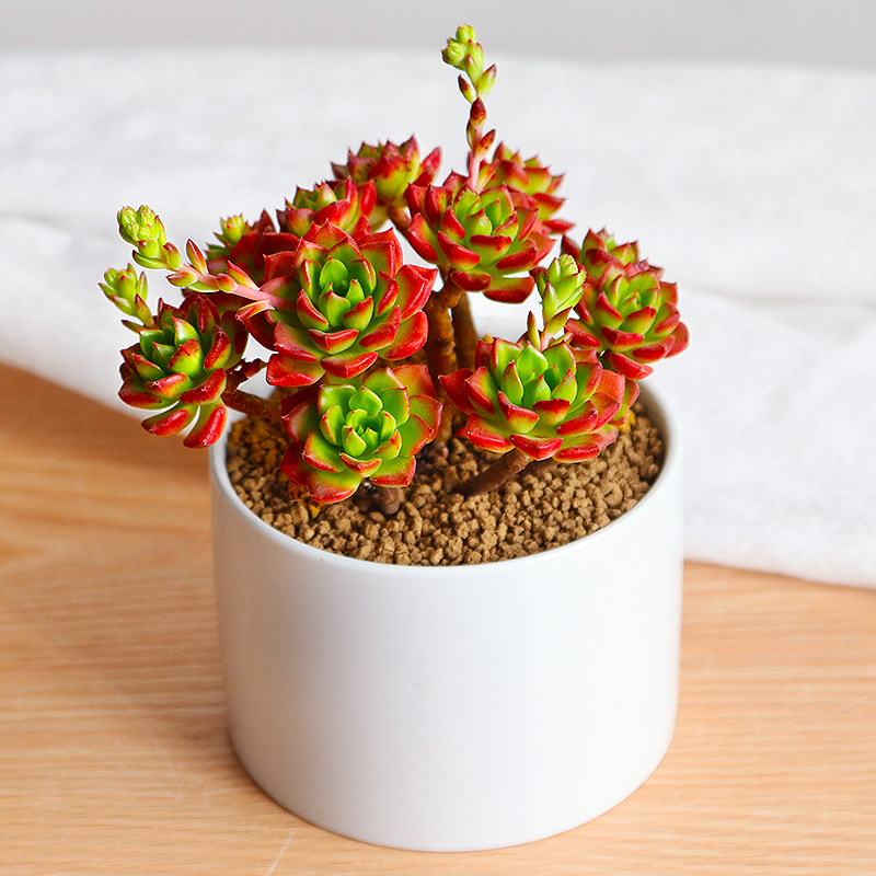 一年四季不死的十种花水养,浇水过多死的植物