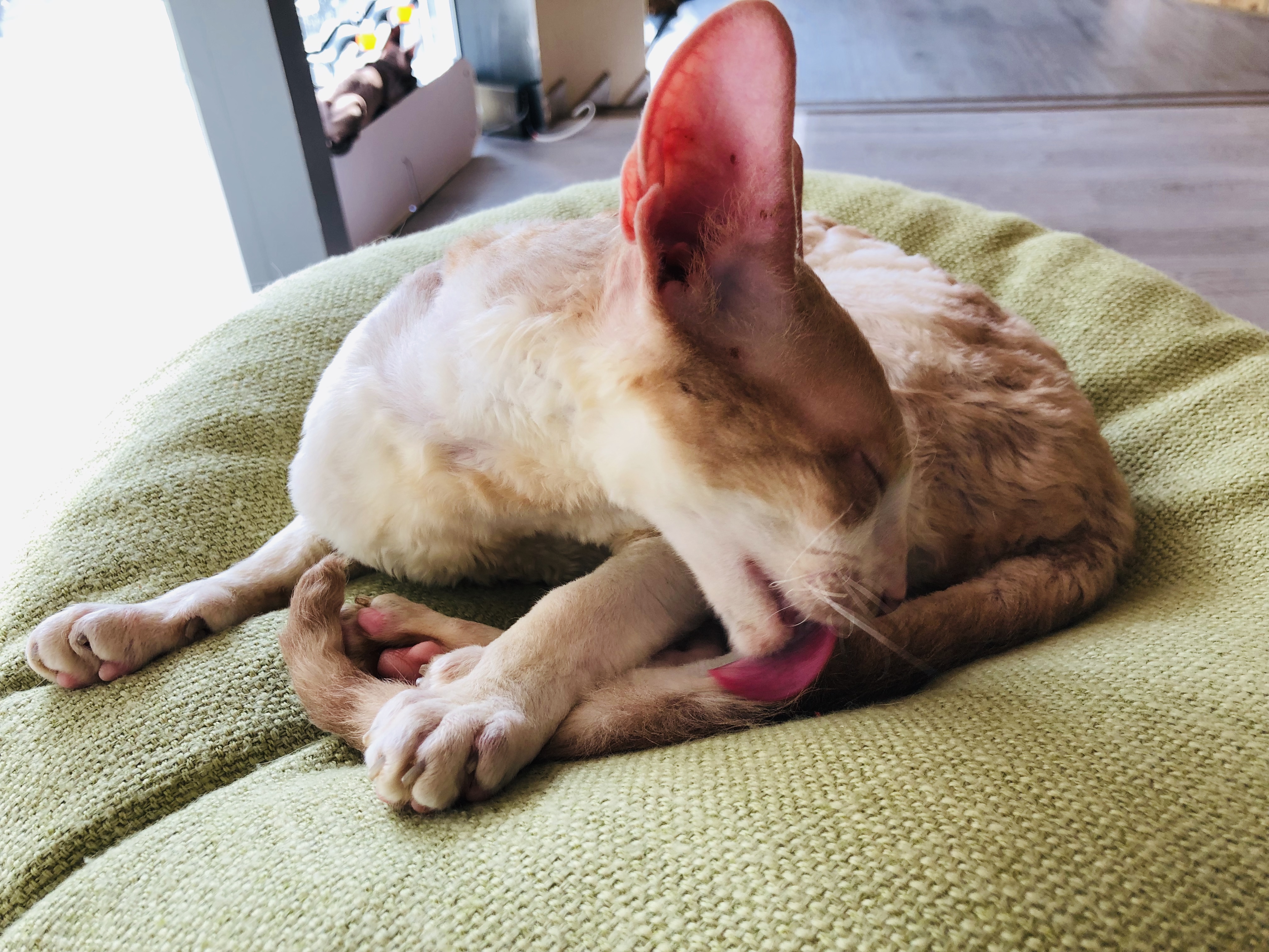 猫咪咖啡馆哪个最好,北京有名的猫咪咖啡馆