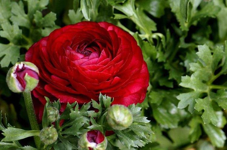 牡丹品种适合新手种又香又好养,喜欢花的可以养几盆铃兰花