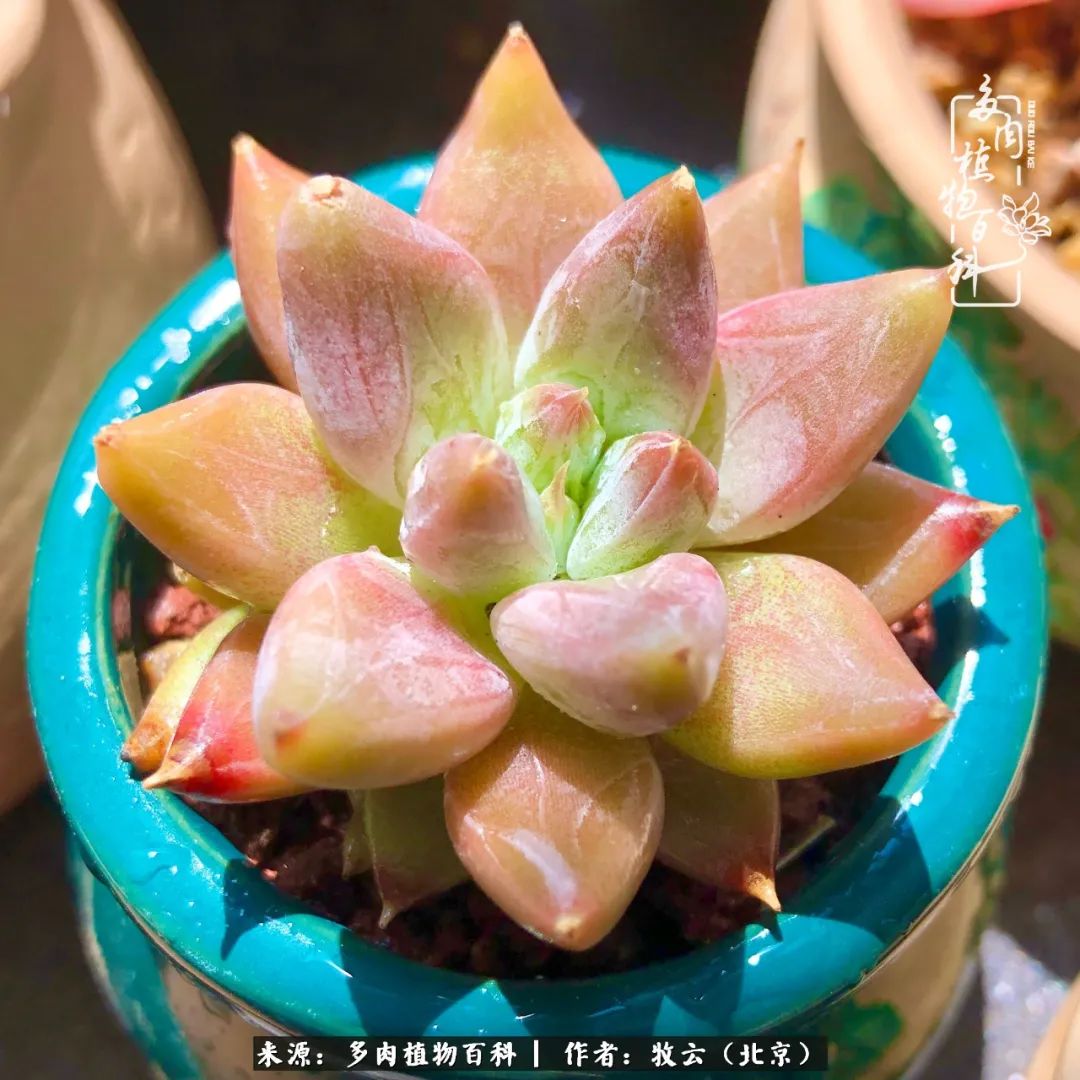 日常生活中常见的多肉植物,多肉植物神奇之处