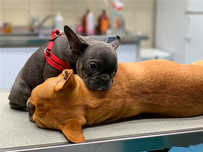 狗狗感染布鲁氏杆菌有啥症状,狗狗如何知道有布鲁氏杆菌