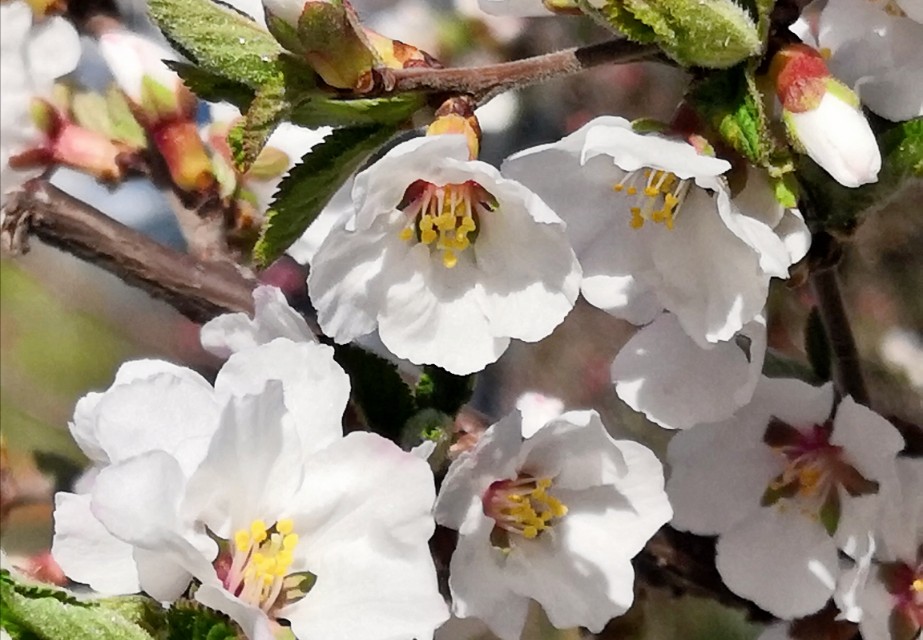 璇楃ぞ閲囬娲诲姩,浼楀垱璇楃ぞ涓冨緥