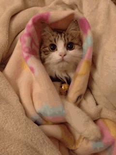 养猫的三大误区你中招了吗,养猫的五大误区下次不要再犯了