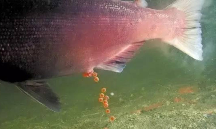 亲鱼一般护卵几天,亲鱼怎么养不得病