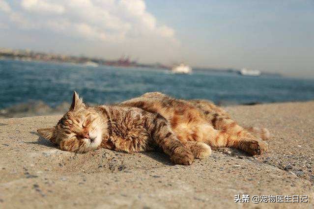 猫咪即将去世找主人,猫咪即将离世和主人告别