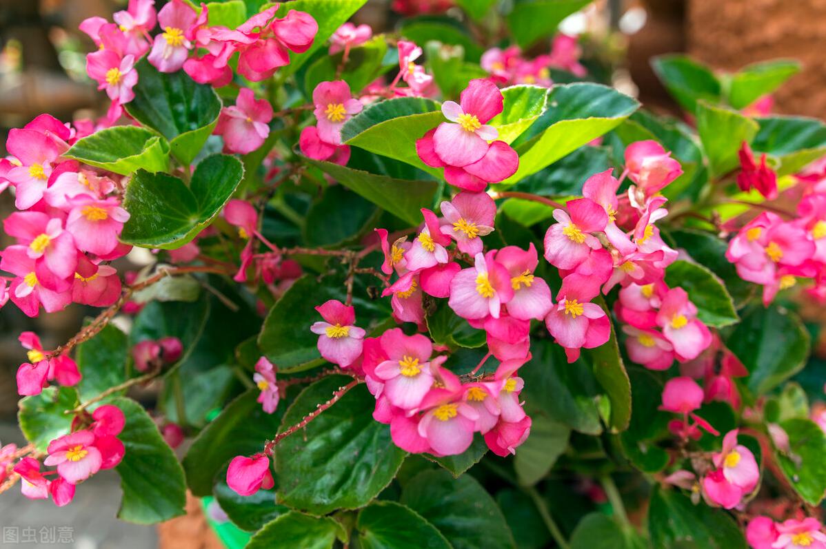 四季海棠冬天怎样过冬？只需做到4点，花开不断