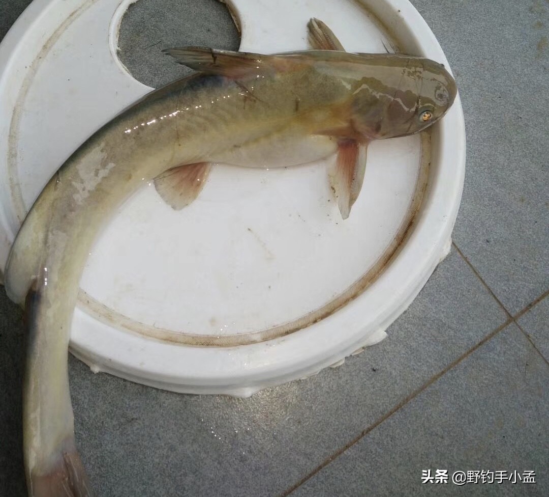 鮰鱼和鲶鱼钓法,野钓鮰鱼的方法