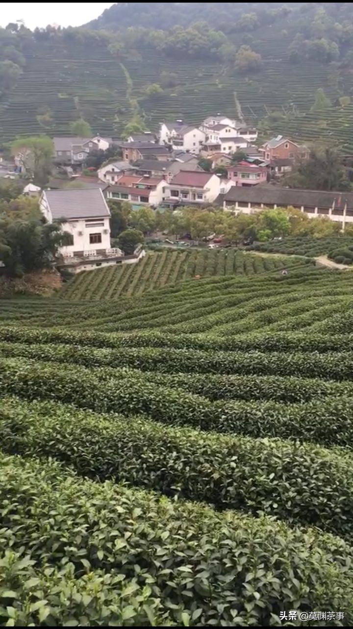 正宗西湖龙井耐泡型,教你辨别正宗西湖龙井