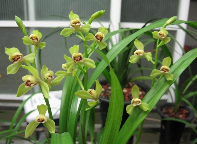 兰花怎么区分莲瓣兰,春兰兰花怎么分辨