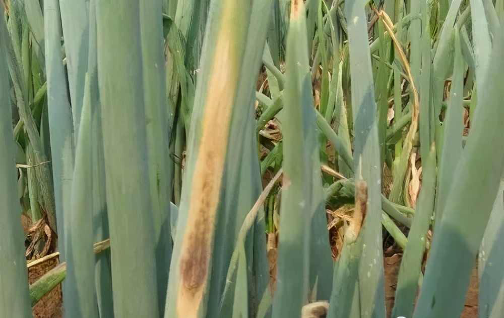 生物防治韭菜大葱病虫害,虫螨腈对大葱的病虫害防治