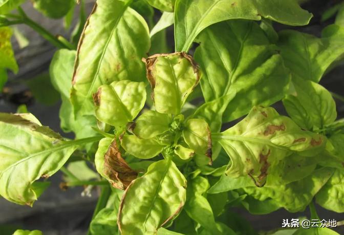 蔬菜发生药害时如何解决,大棚蔬菜药害补救方法