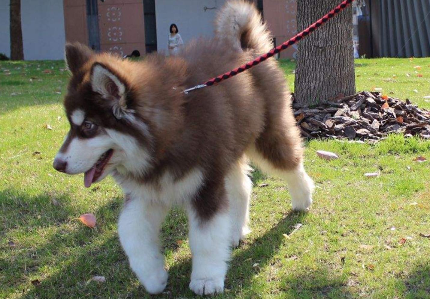 阿拉斯加犬怕鬼,阿拉斯加犬不怕主人闺蜜欺负主人