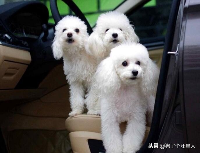 最可爱的狗狗排名有你家狗狗吗,盘点那些比你想象中还可爱的狗狗