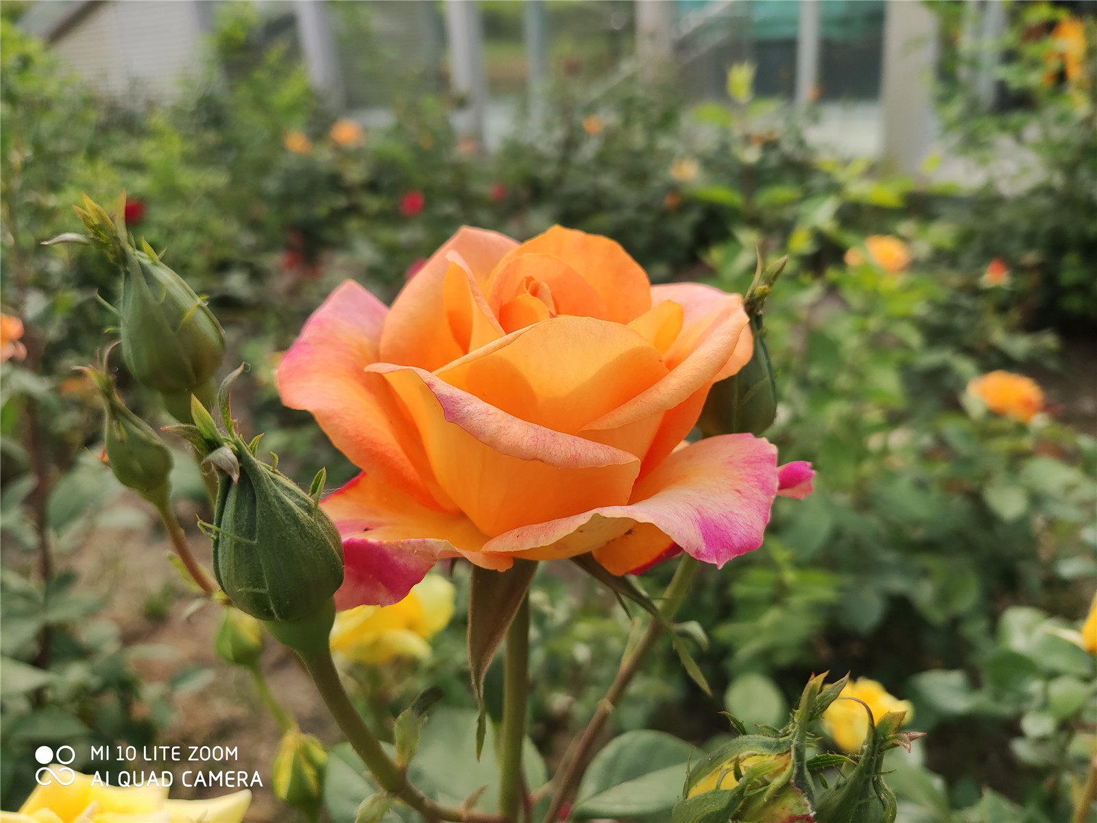 小米10青春版209元,小米10青春版报价2099元