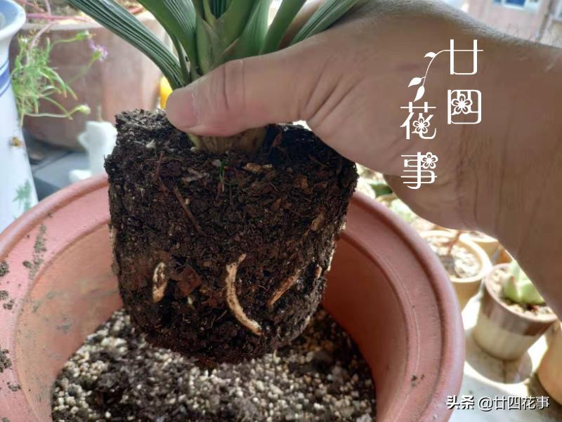 君子兰换盆的土是什么样子,君子兰换盆怎样使根系发达