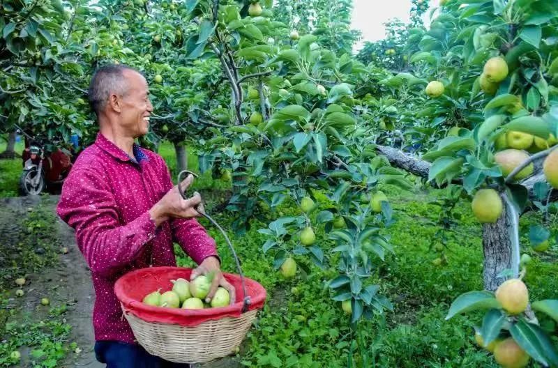 「暖冬行动送福利」库尔勒香梨免费送！跨越4000多公里的迷人果香，等您亲尝