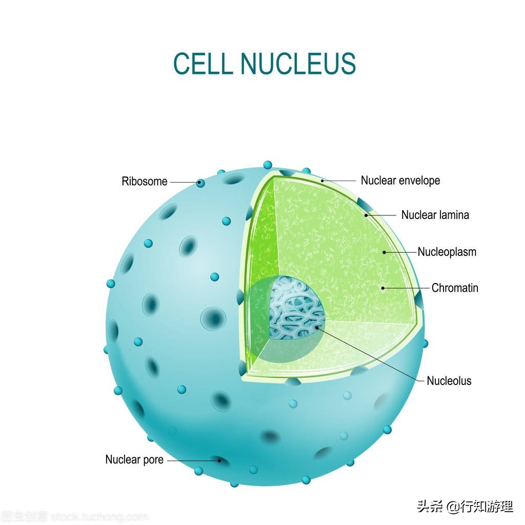 「共63题」强国争上游答题中的“动物世界”专题（最全辨析）