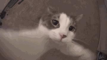 猫咪为什么讨厌洗脚呢,为什么猫咪讨厌水啊