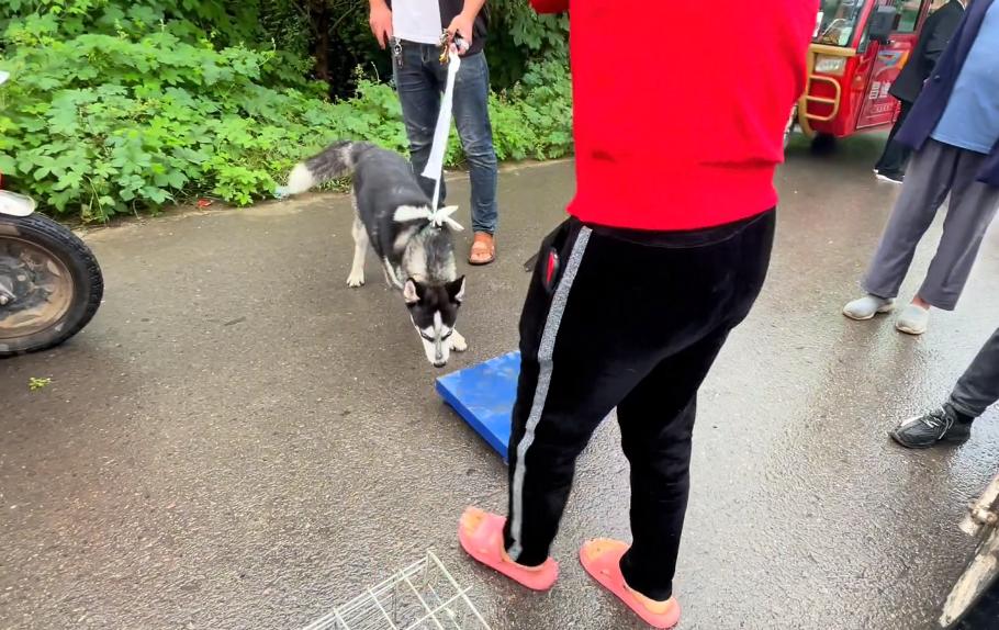 在菜市场花十块钱买的哈士奇,河南人卖哈士奇