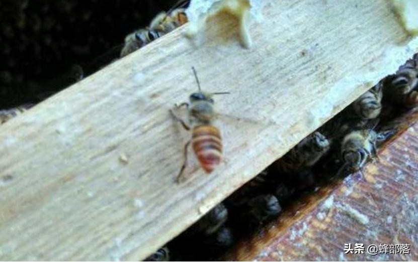 雄蜂与蜂王高空交配是为了避免工蜂干扰?工蜂是如何干扰的?