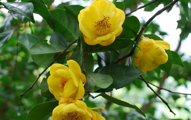 金花茶适合什么地方生长,野生金花茶与种植金花茶区别