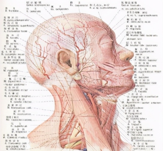打玻尿酸多久可以移植自体脂肪,打玻尿酸整形有危险吗