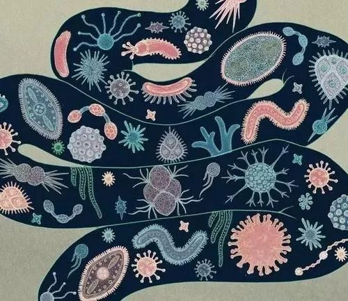 肠道是危重症患者发生多器官功能障碍的发动机