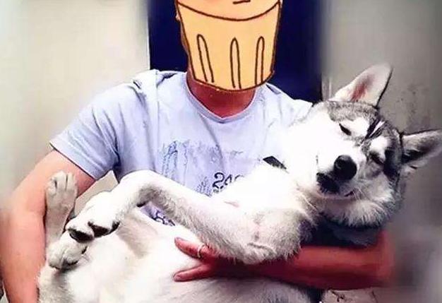 哈士奇一种养不养都会后悔的狗狗,养哈士奇可以像养土狗一样吗