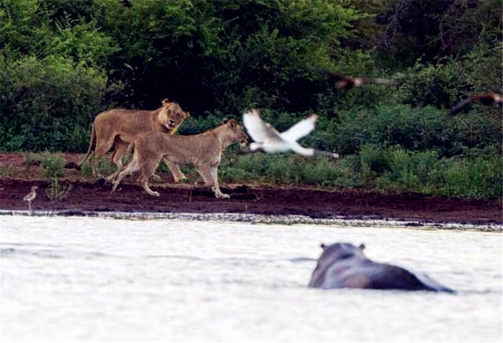 非洲狮偷袭小河马，被赶来的母河马救下，最后却落入公河马的嘴中
