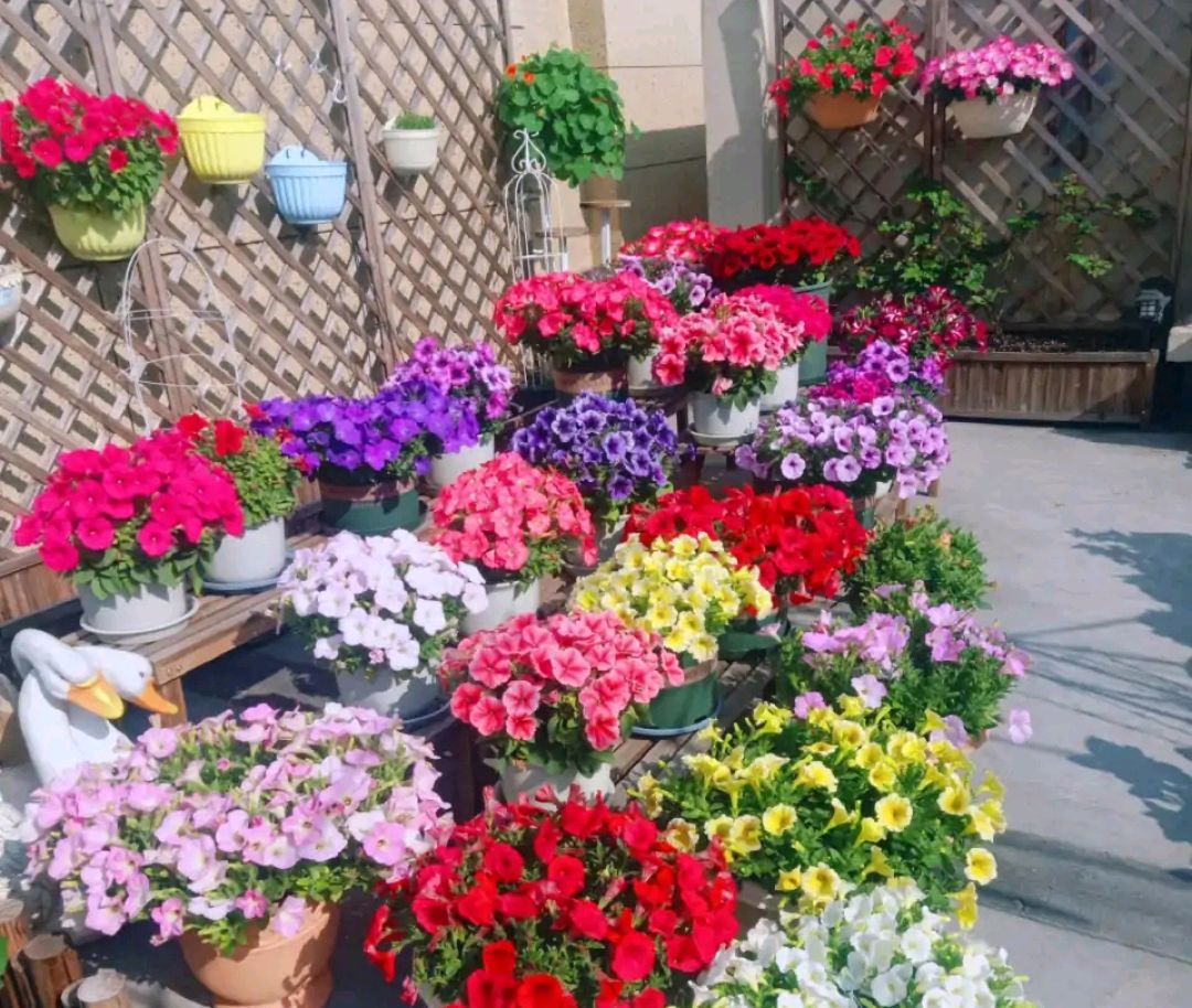 这“38种花”，当你开始收集品种时，你已入坑颇深