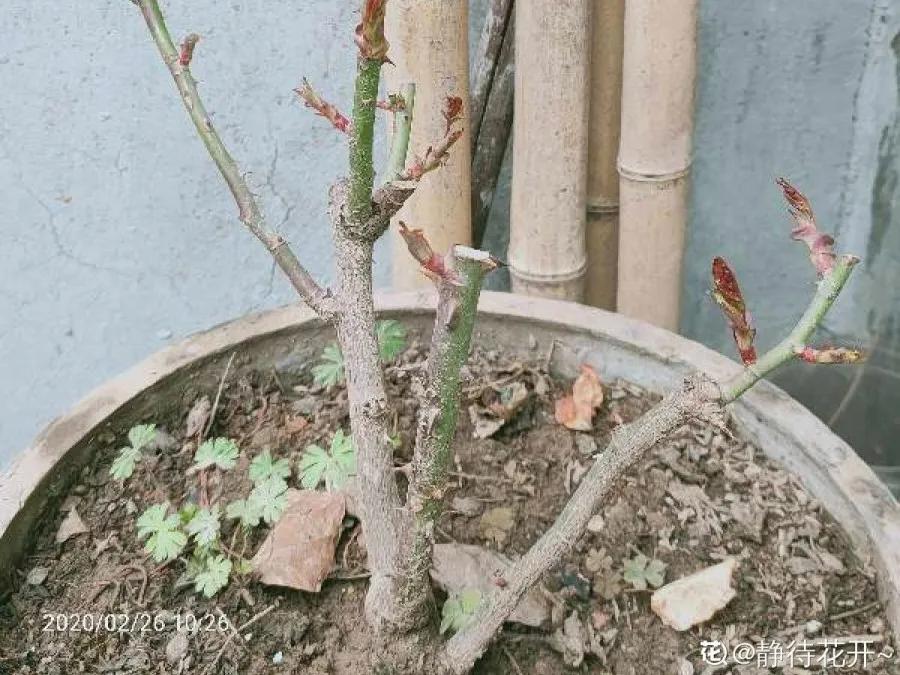 花买回来叶子蔫了怎么办,花掉花苞有什么好方法吗