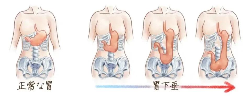 直立行走对人类有什么好处,直立行走对人类有影响吗