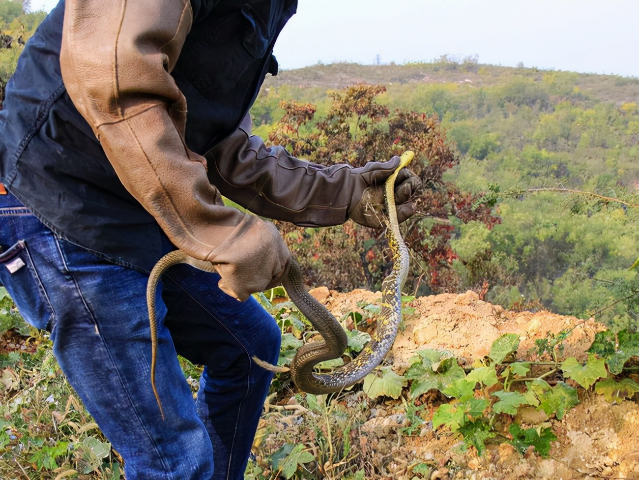 野生狐放生罕见一幕,北京发现银黑狐