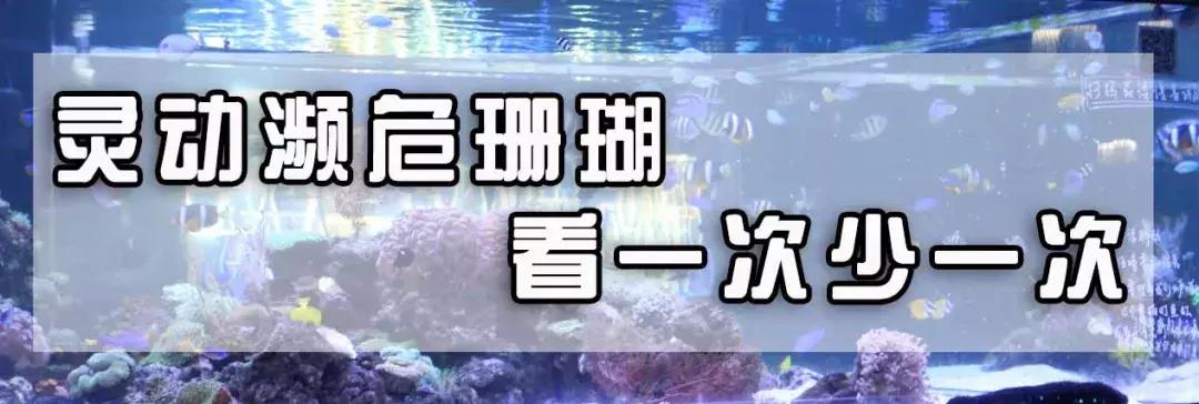 色彩斑斓的海底珊瑚,五彩缤纷的海洋生物视频
