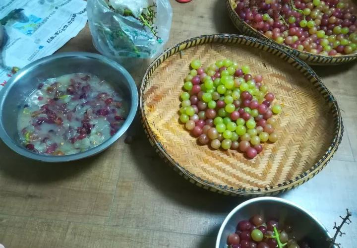 绿萝里面的小机关,绿萝有小机关怎么办